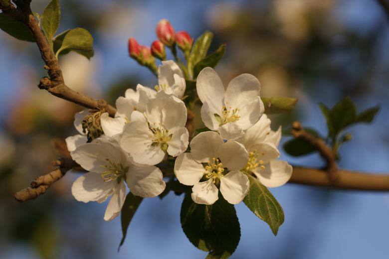 Free stock image of Flower Blossoms created by 2happy