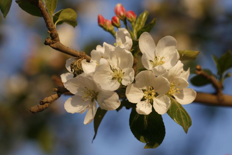 Free stock image of Blossoms - White Flowers created by 2happy