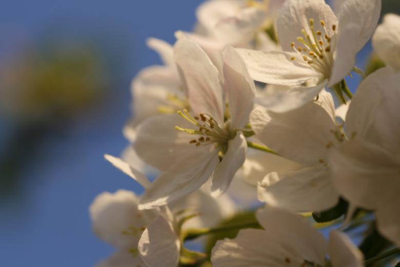 Free stock image of flowers created by 2happy