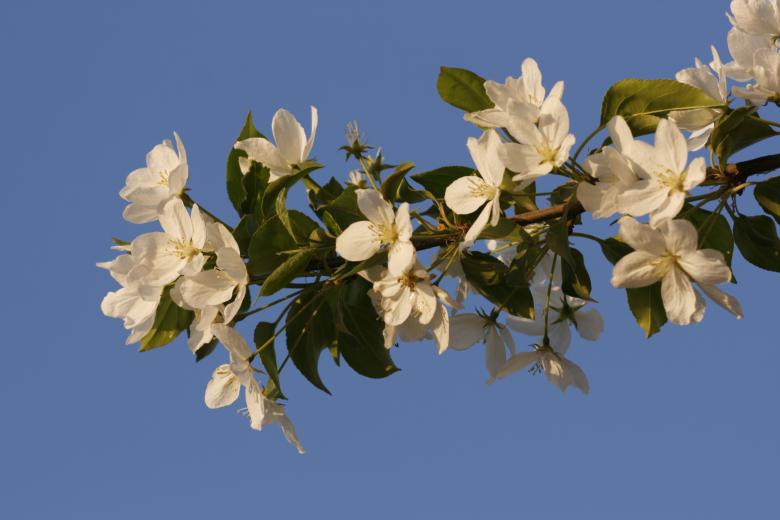 Free stock image of flowers created by 2happy