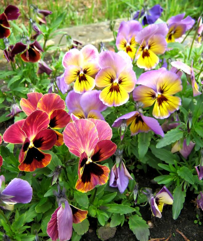 Free stock image of flowers created by 2happy