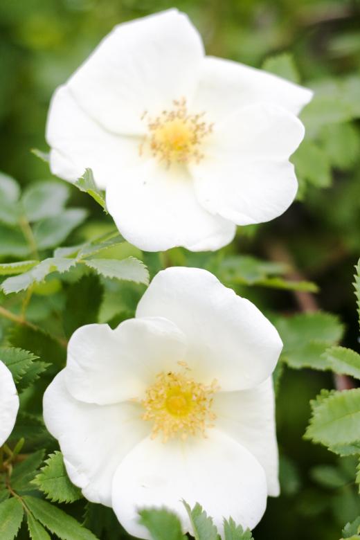 Free stock image of flowers created by 2happy