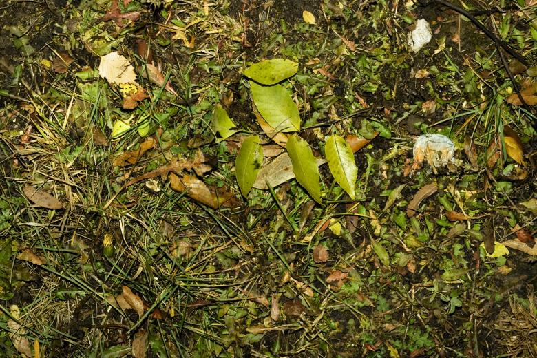 Free stock image of Green Organic background created by 2happy