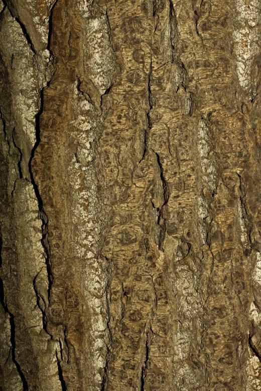 Free stock image of Tree Bark Background created by 2happy