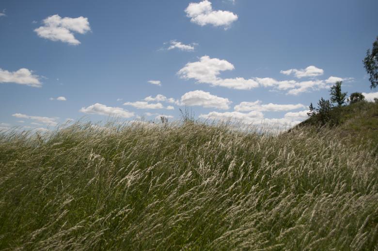 Free stock image of Grass created by Berdnik Oleksander