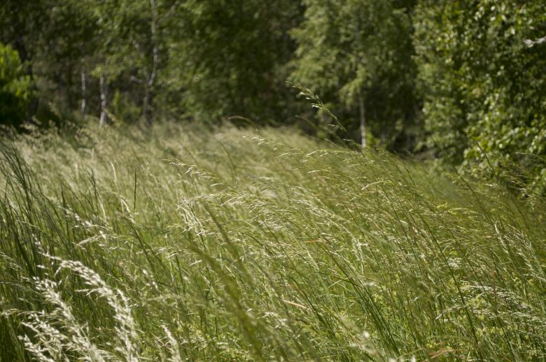 Free stock image of Grass created by Berdnik Oleksander