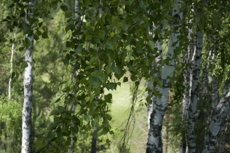 Free stock image of Trees created by Berdnik Oleksander