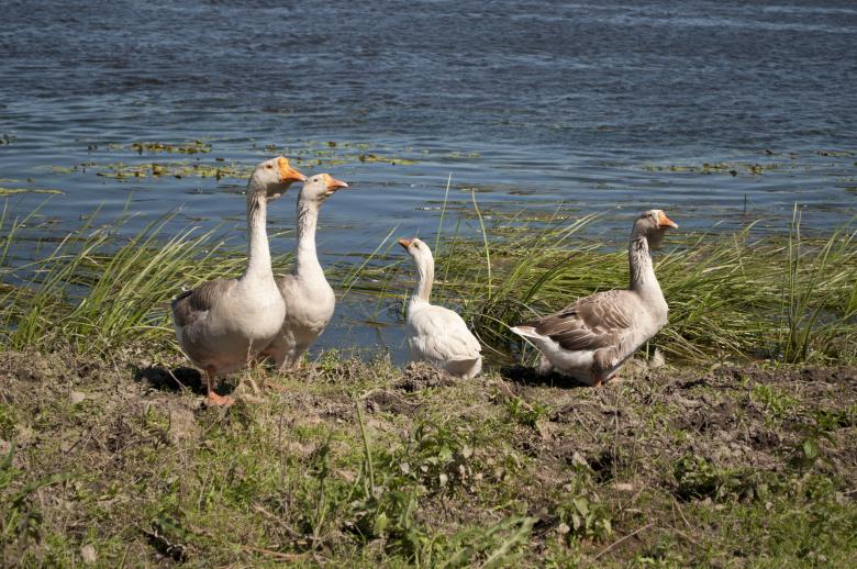 Free stock image of Geese created by Berdnik Oleksander