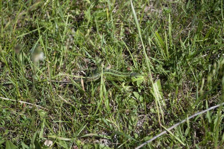 Free stock image of Green lizard created by Berdnik Oleksander