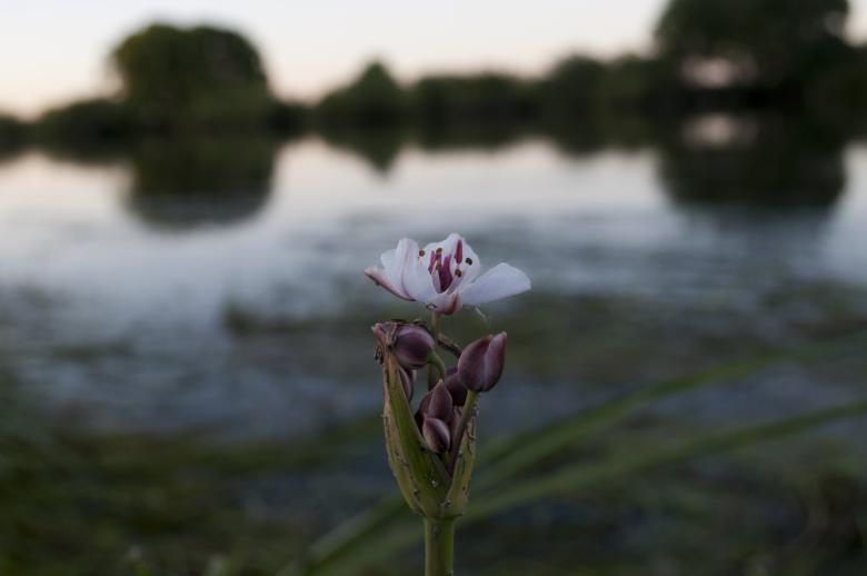 Free stock image of White Flower created by Berdnik Oleksander