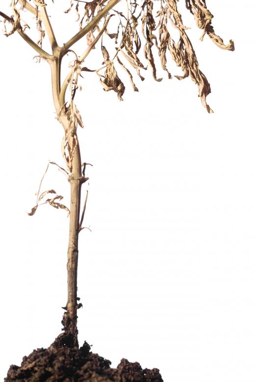 Free stock image of Plant created by 2happy
