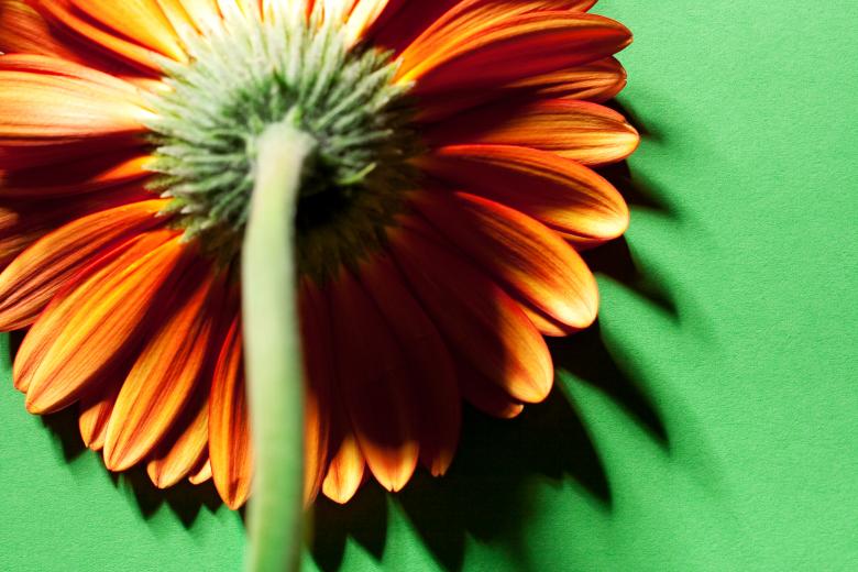Free stock image of flower created by 2happy
