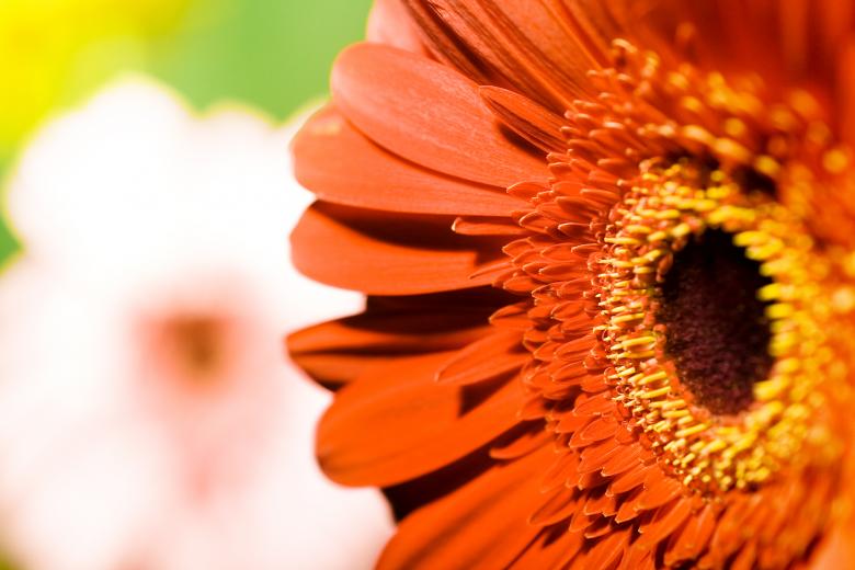 Free stock image of flower created by 2happy