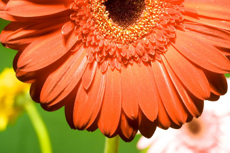 Free stock image of flower created by 2happy