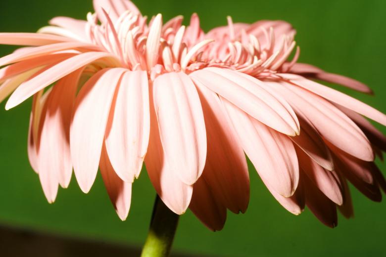Free stock image of flower created by 2happy