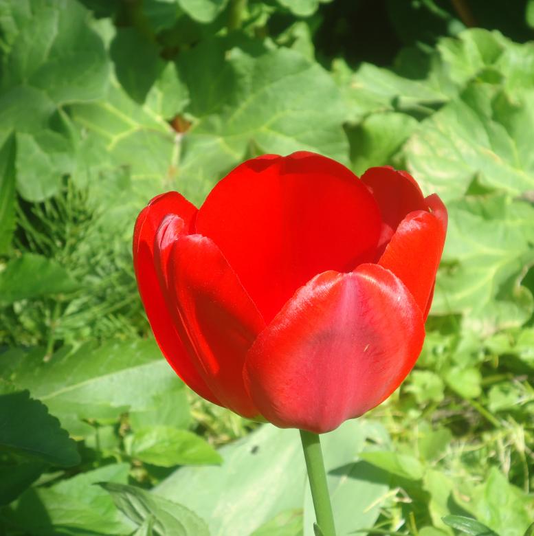 Free stock image of Red flower created by Rasmus Lindh