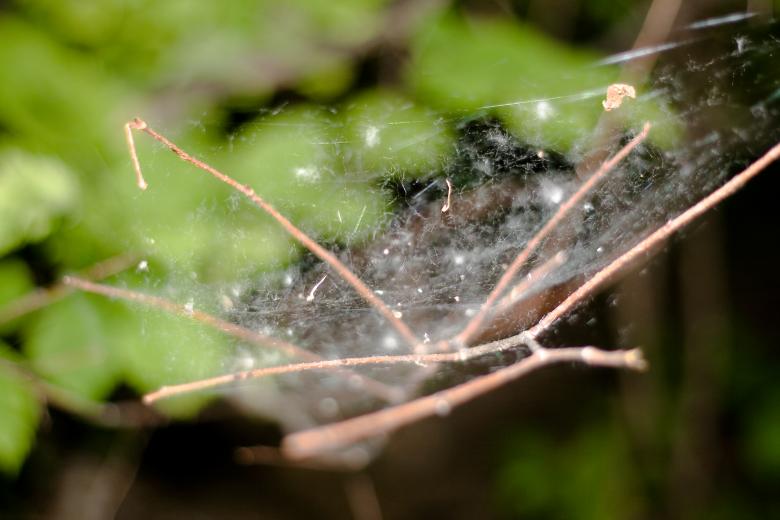 Free stock image of spider web created by 2happy