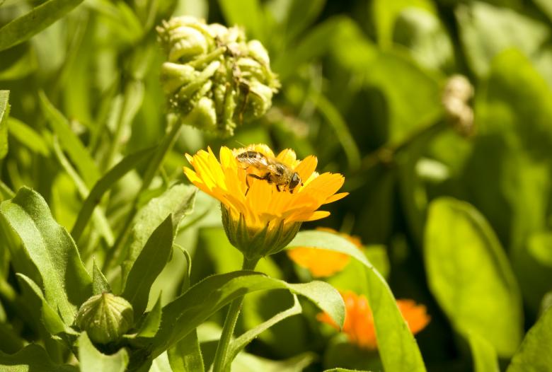 Free stock image of flowers created by 2happy