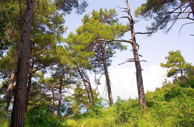 Free stock image of Forest Scene created by 2happy