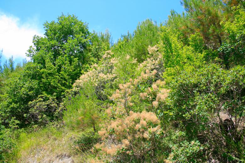 Free stock image of forest created by 2happy