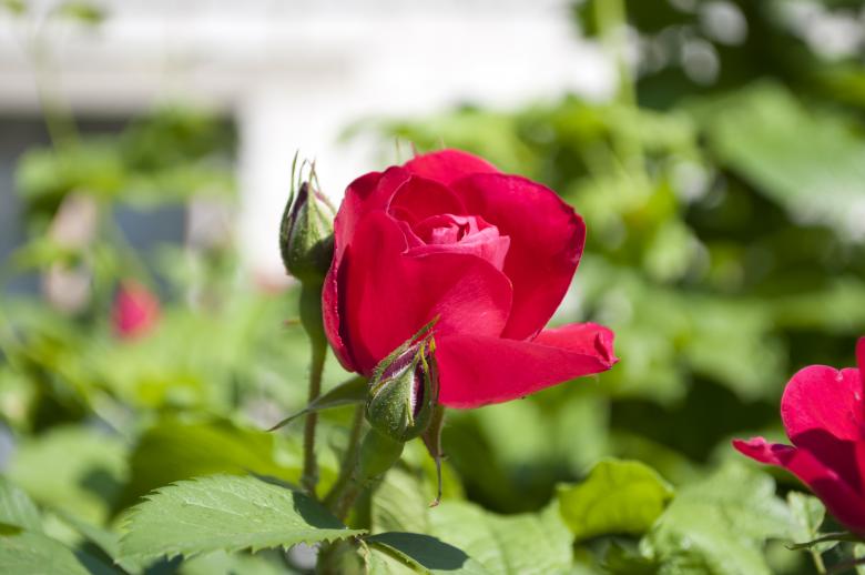 Free stock image of Red Rose created by Berdnik Oleksander