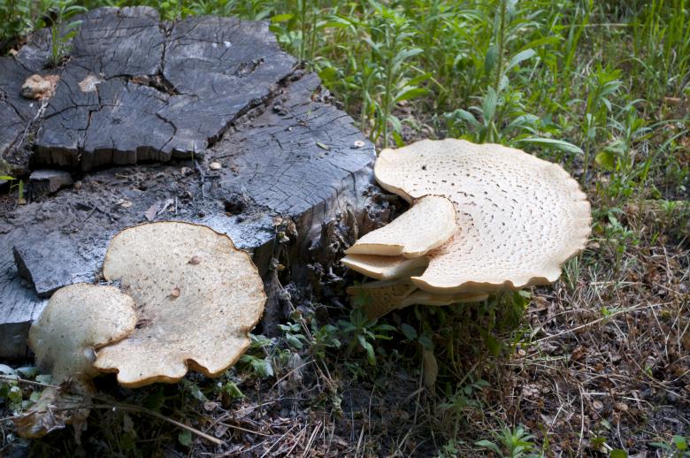 Free stock image of Mushroom created by Berdnik Oleksander