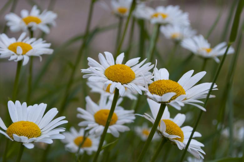 Free stock image of Camomile created by Berdnik Oleksander