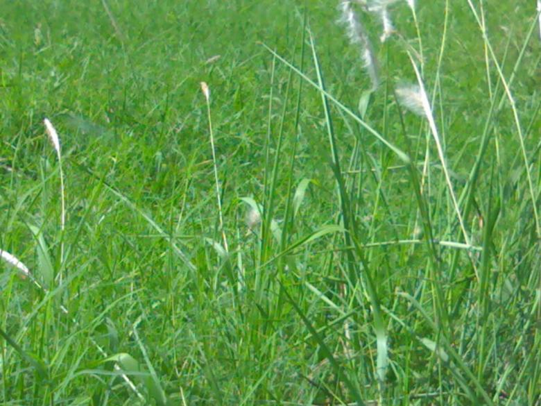 Free stock image of Green Rain Grass created by Rahul Chatterjee