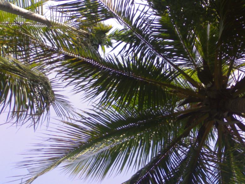 Free stock image of Green lover created by Rahul Chatterjee