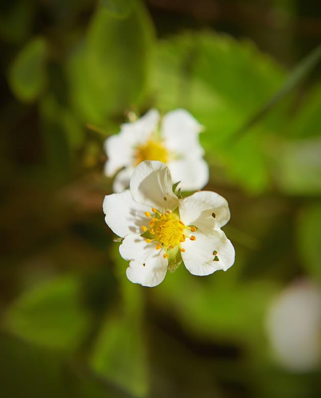 Free stock image of flowers created by 2happy