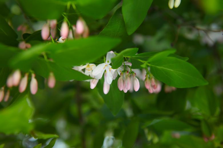 Free stock image of Small Pink Flower Sprouts created by 2happy