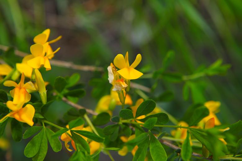 Free stock image of flowers created by 2happy