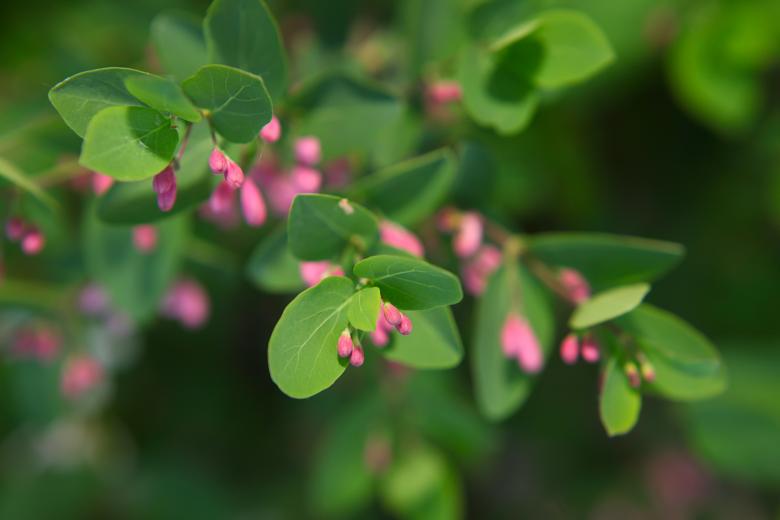 Free stock image of flowers created by 2happy