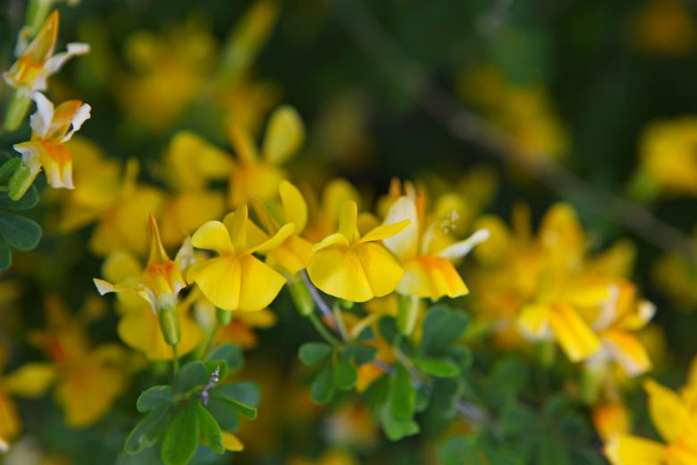 Free stock image of flowers created by 2happy