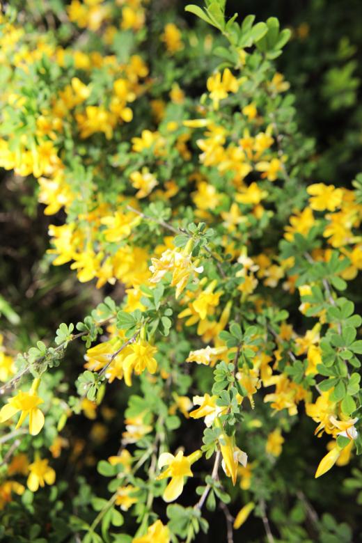 Free stock image of flowers created by 2happy