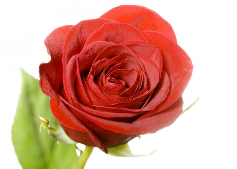 Free stock image of Rose  created by 2happy