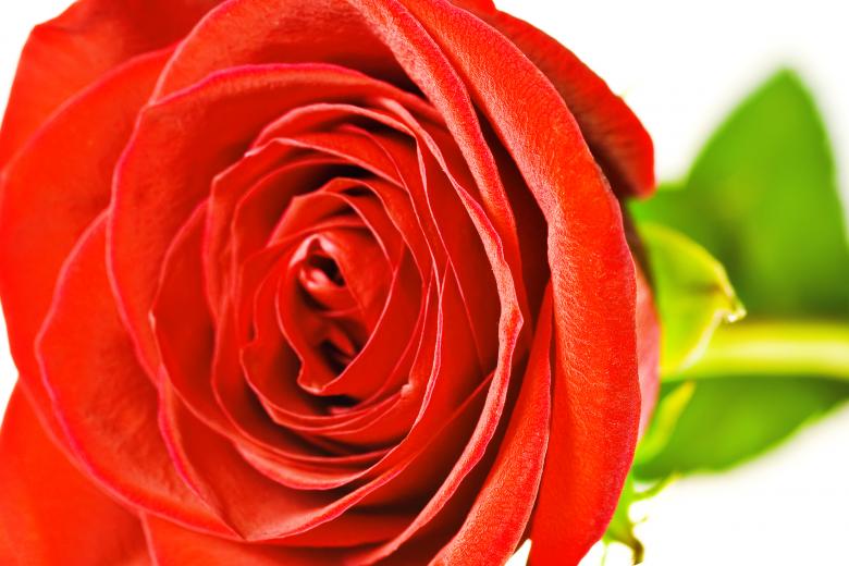 Free stock image of Rose  created by 2happy