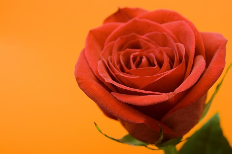 Free stock image of Rose  created by 2happy