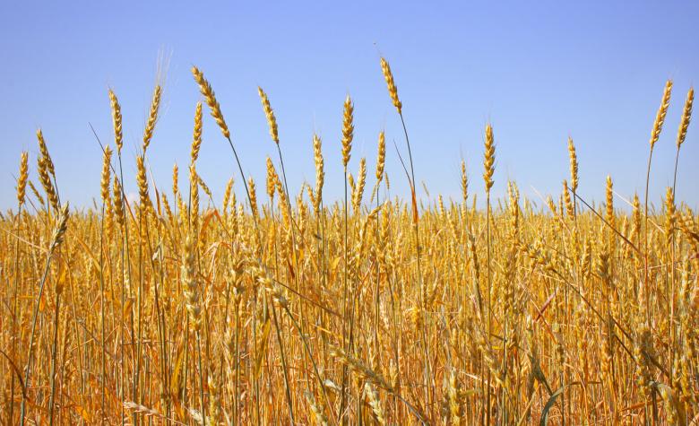 Free stock image of Field of Wheat created by 2happy