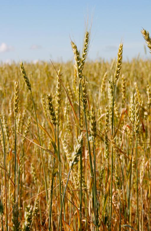 Free stock image of Wheat  created by 2happy
