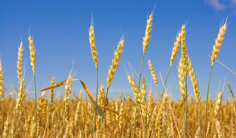 Free stock image of Wheat before harvest created by 2happy