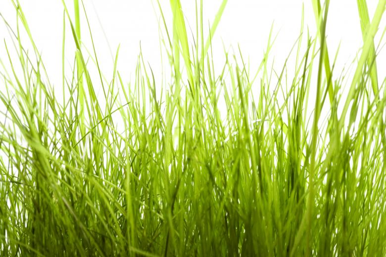Free stock image of Tall Grass Background created by 2happy