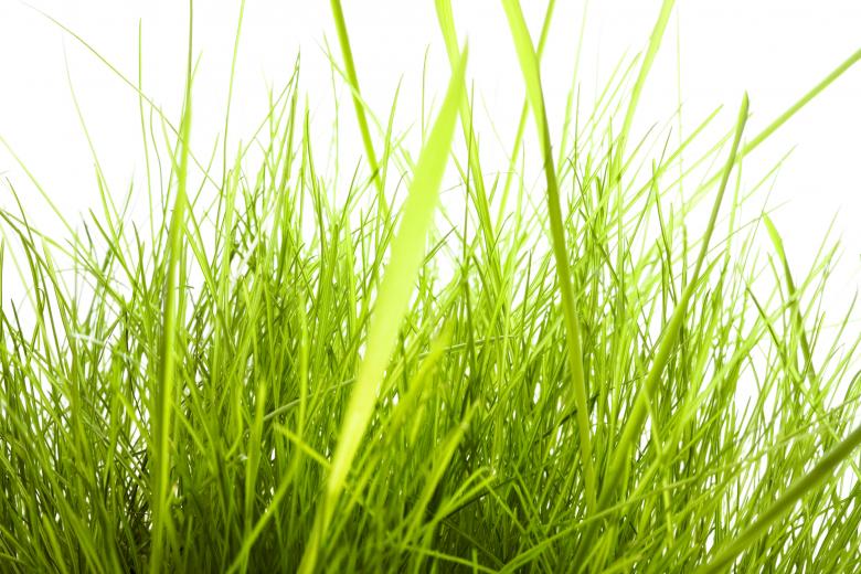 Free stock image of Grass  created by 2happy