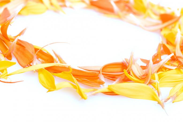 Free stock image of Daisy Petals created by 2happy