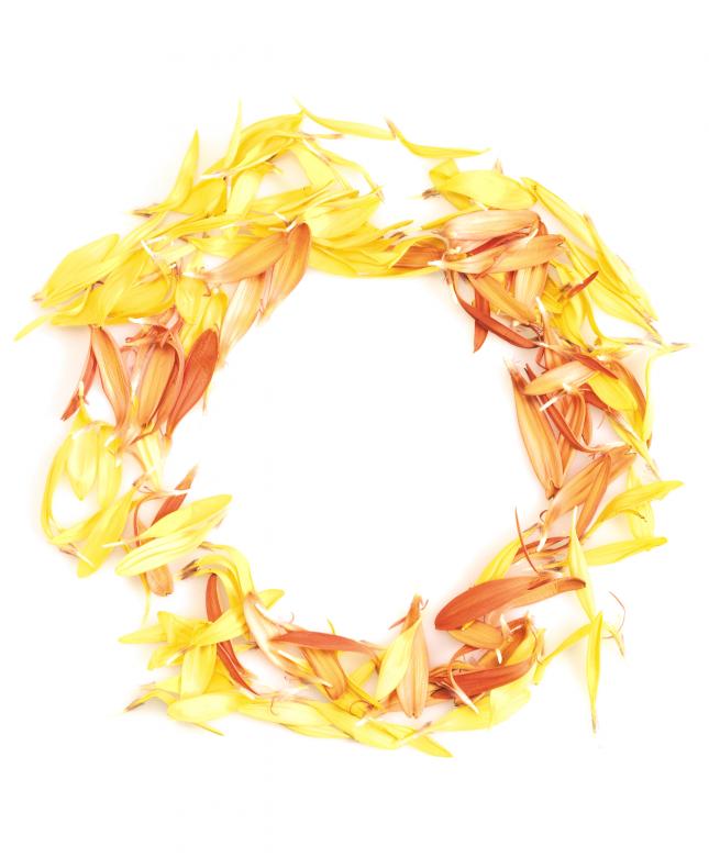 Free stock image of Flower Petals Circle created by 2happy