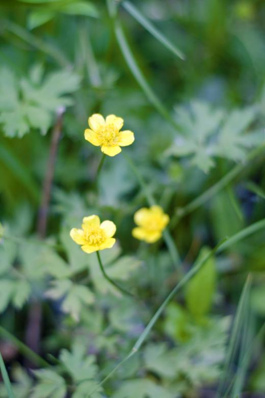 Free stock image of flowers created by 2happy