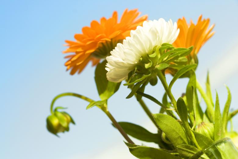 Free stock image of flowers created by 2happy
