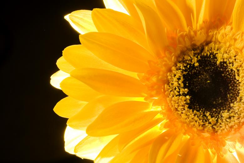 Free stock image of flower created by 2happy