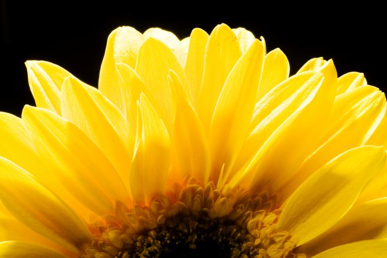 Free stock image of flowers created by 2happy