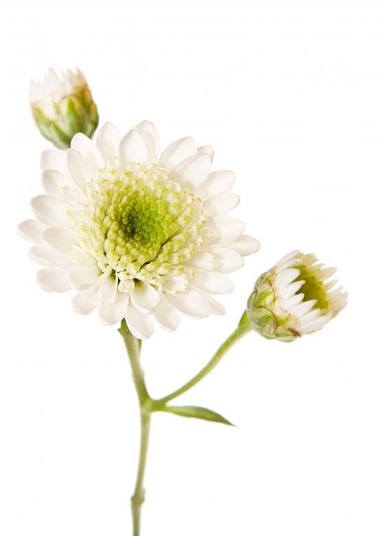 Free stock image of White Isolated Flower created by 2happy